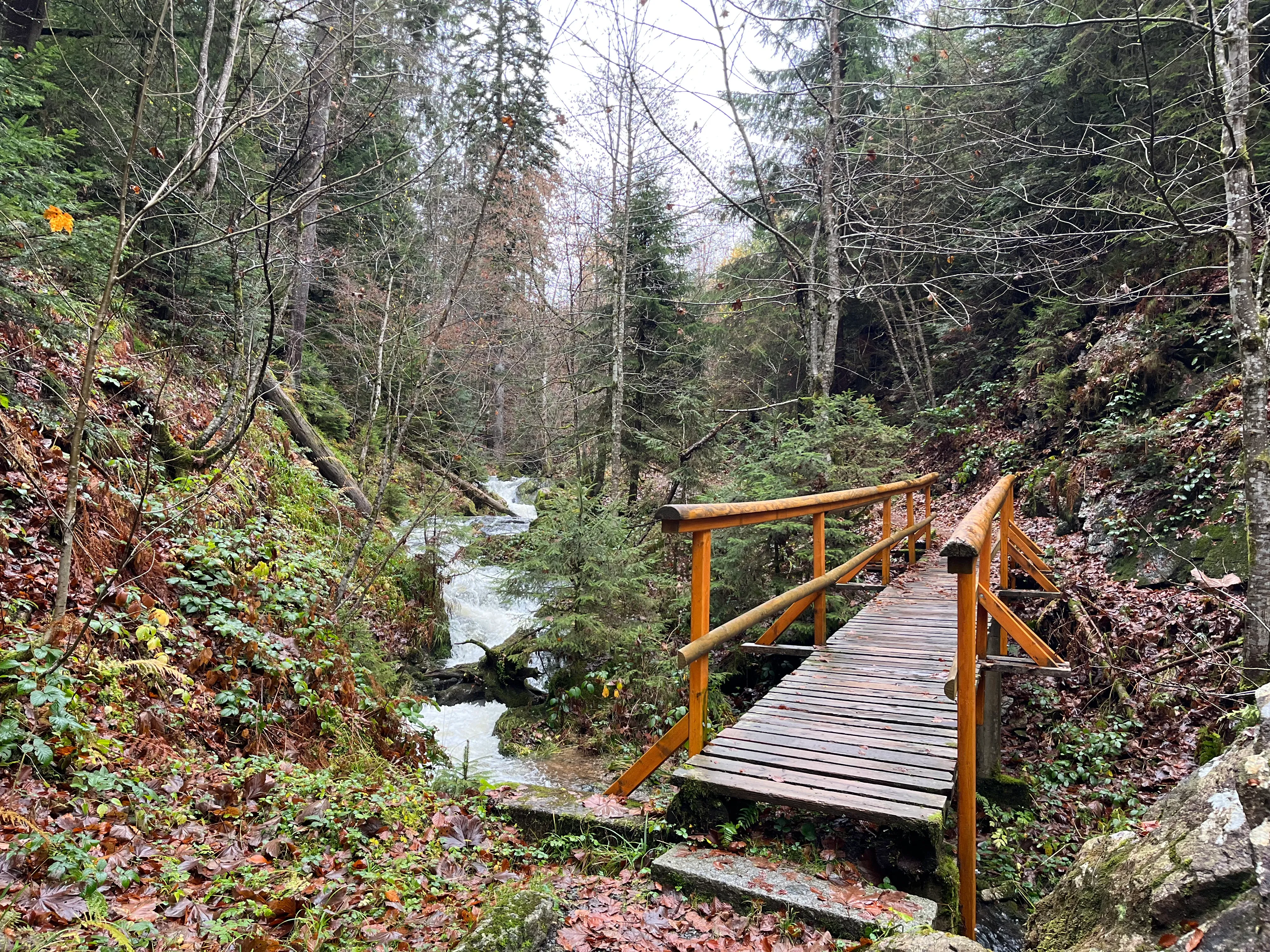 Schwarzwald Landschaft